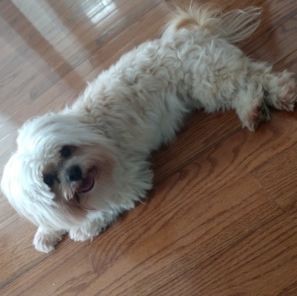 Meet your Posher, Dennis - Picture 2 of 2